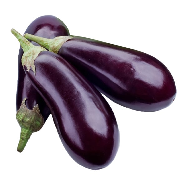 AMERICAN EGGPLANT