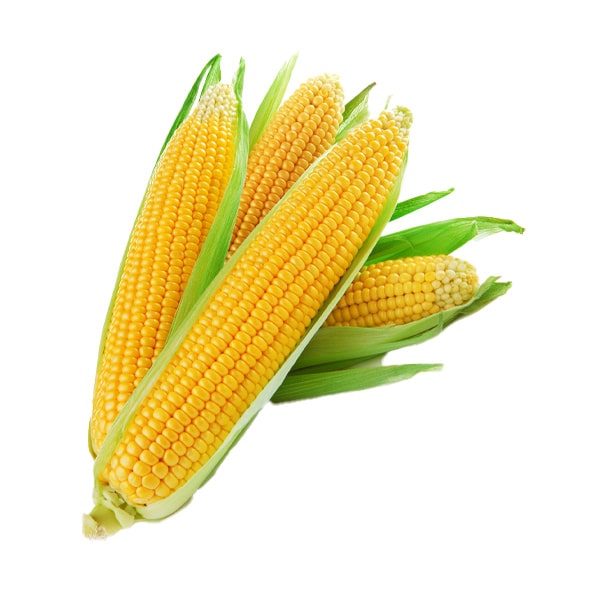 CORN