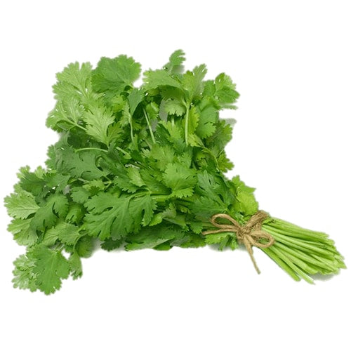 CILANTRO BUNCH