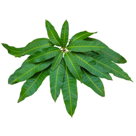 MANGO LEAVES