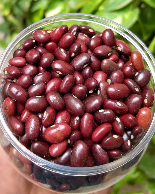 GOLD RED KIDNEY BEANS 420