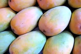 KESAR MANGO